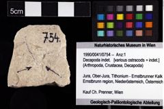 Foto (Objket + Etiketten) von Decapoda indet. 